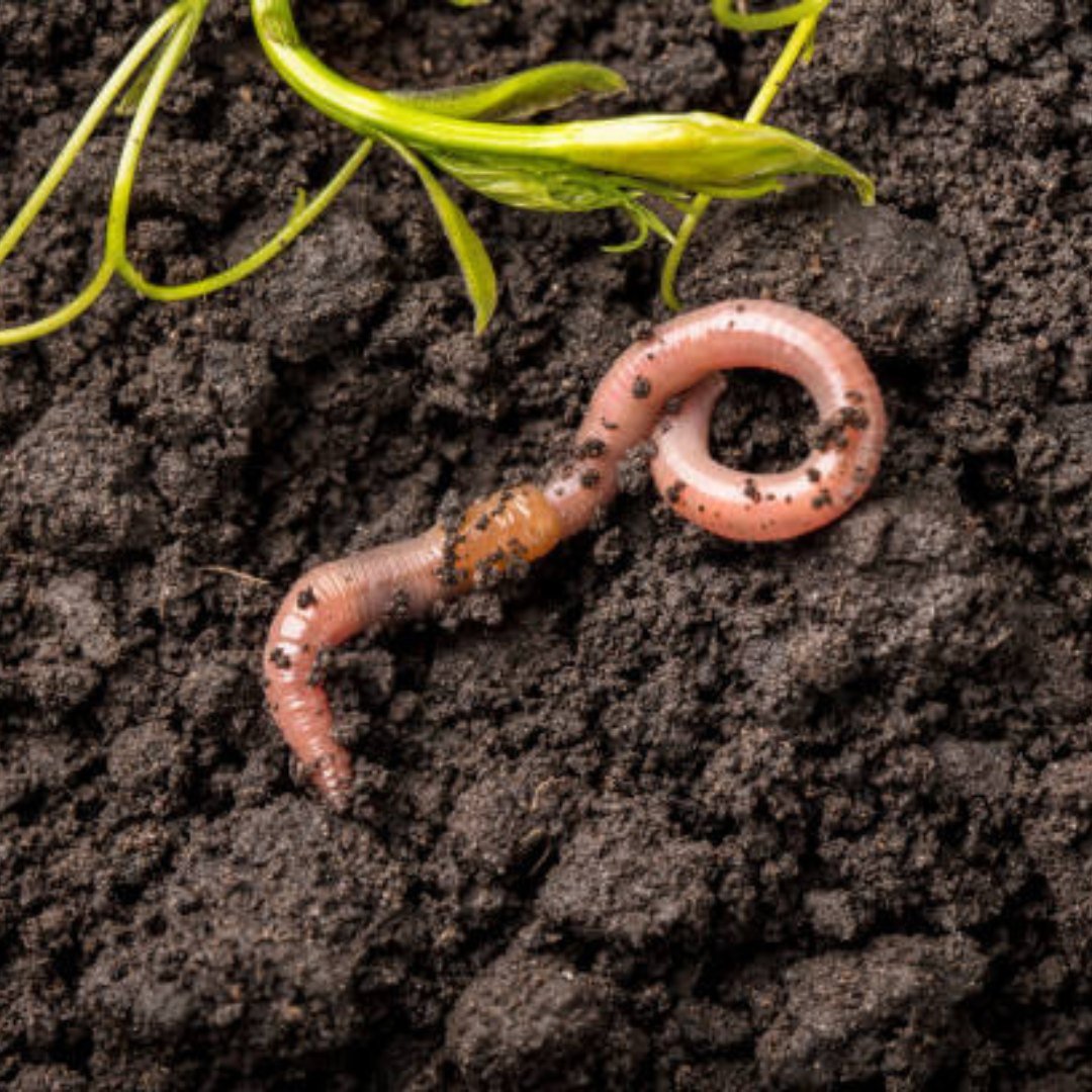 Earthworm