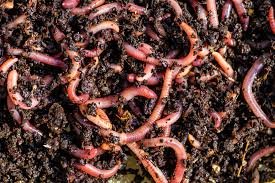 1kg Eisenia Fetida Earthworm