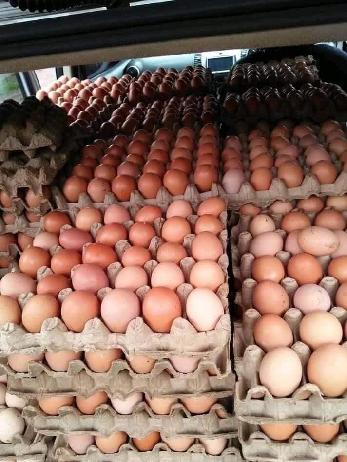 Farm Fresh Brown and White Chicken Table Eggs