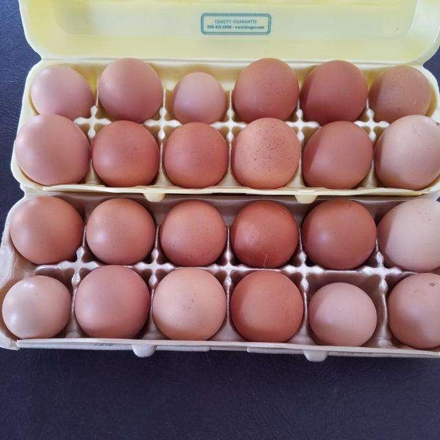 Farm Fresh Brown and White Chicken Table Eggs