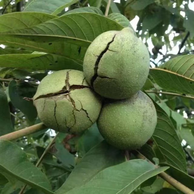 Organic Walnuts