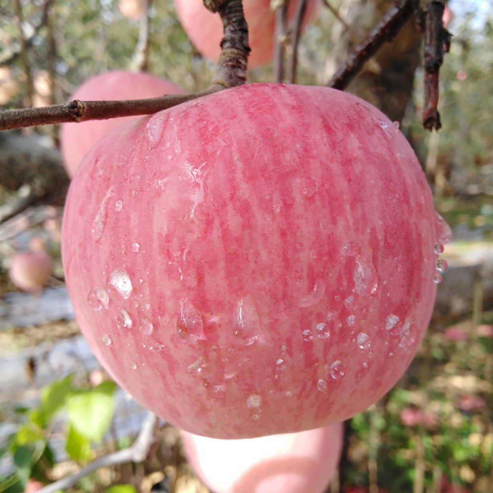 Wholesale Bulk Fresh Fruits Sweet Fuji Apple