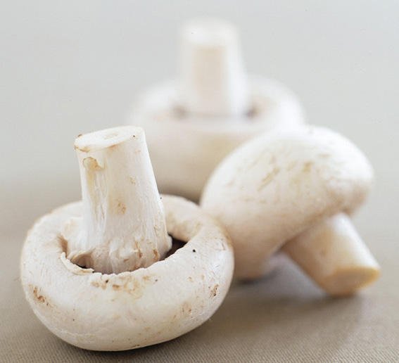 White Mushroom