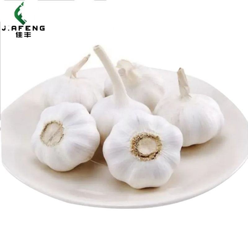 High Quality Normal White Fresh Garlic 4.5cm 10kg 24 Months Shelf Life Jiafeng