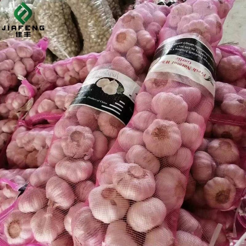 Fresh Chinese Garlic Wholesale Export Preferential Price and High Quality