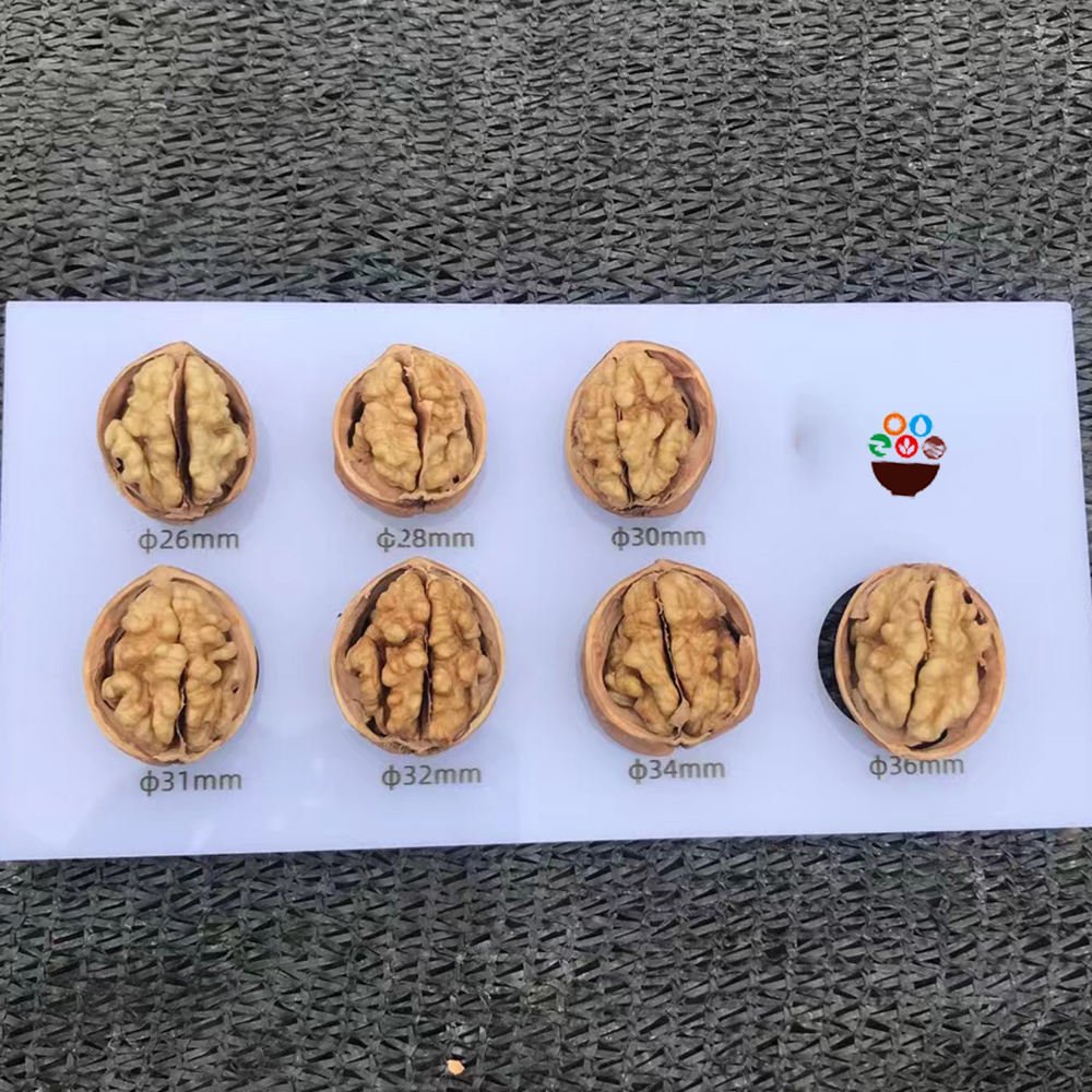 walnuts (shell & without shell)