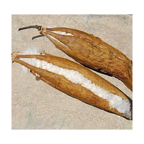 KAPOK POD HAS a LARGE EXPORT QUANTITY of HIGH QUALITY FROM VIETNAMESE SUPPLIERS/ Ms.Thi