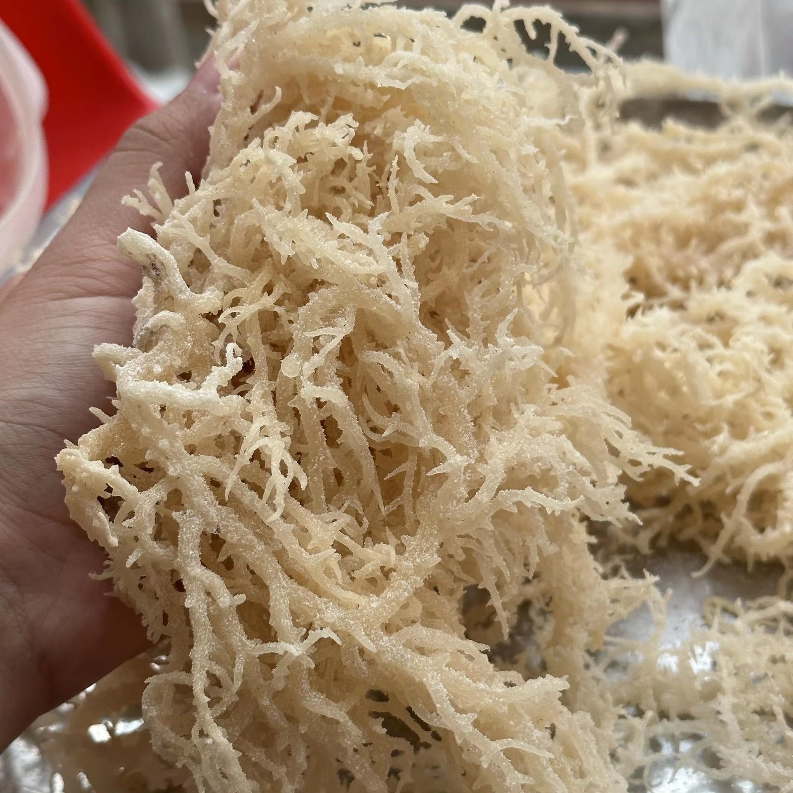 Wholesale Sea Moss Eucheuma Cottonii with Salt Dried Seaweed Cheap Price From Vietnam/Dried Eucheuma Seaweed Satled Good Price