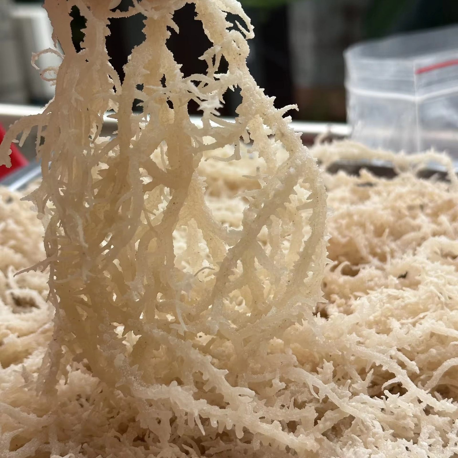 Wholesale Sea Moss Eucheuma Cottonii with Salt Dried Seaweed Cheap Price From Vietnam/Dried Eucheuma Seaweed Satled Good Price