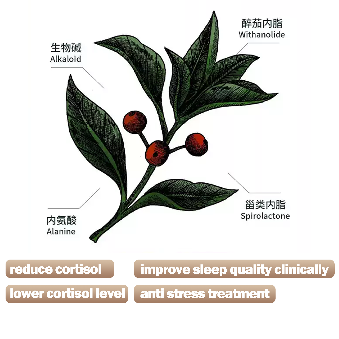 Ashwagandha Capsules Pure Ashwagandha Extract Ashwagandha Powder Water Soluble Wild Cultivated Drunken Eggplant Lactone 500g