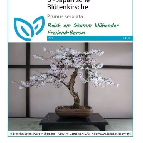 Bonsai Plant Grow Kit for Home Desktop Decor