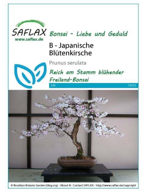 Bonsai Plant Grow Kit for Home Desktop Decor