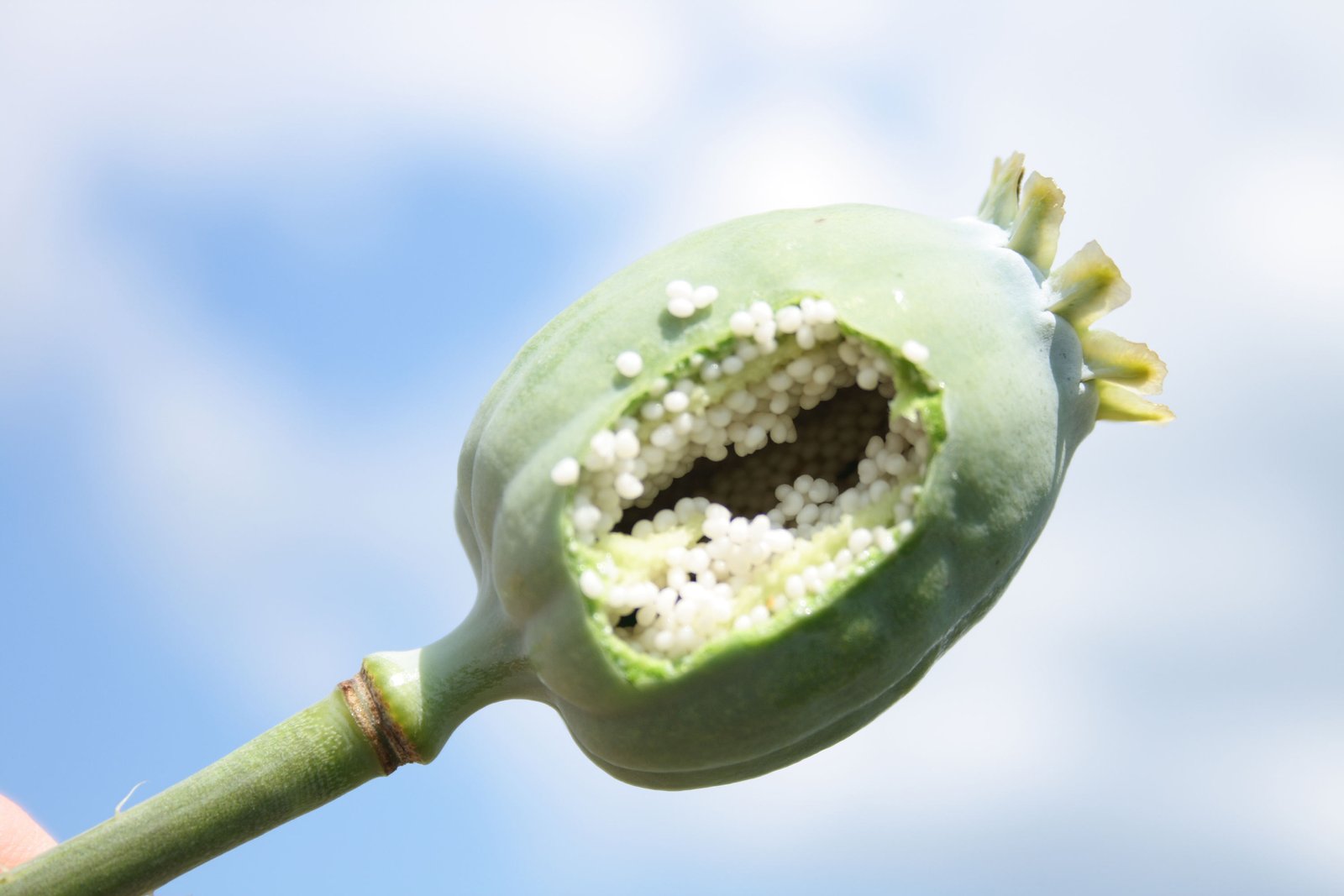 Best Quality White Poppy Seeds