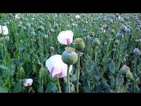 Turkish Best Quality Poppy Seeds