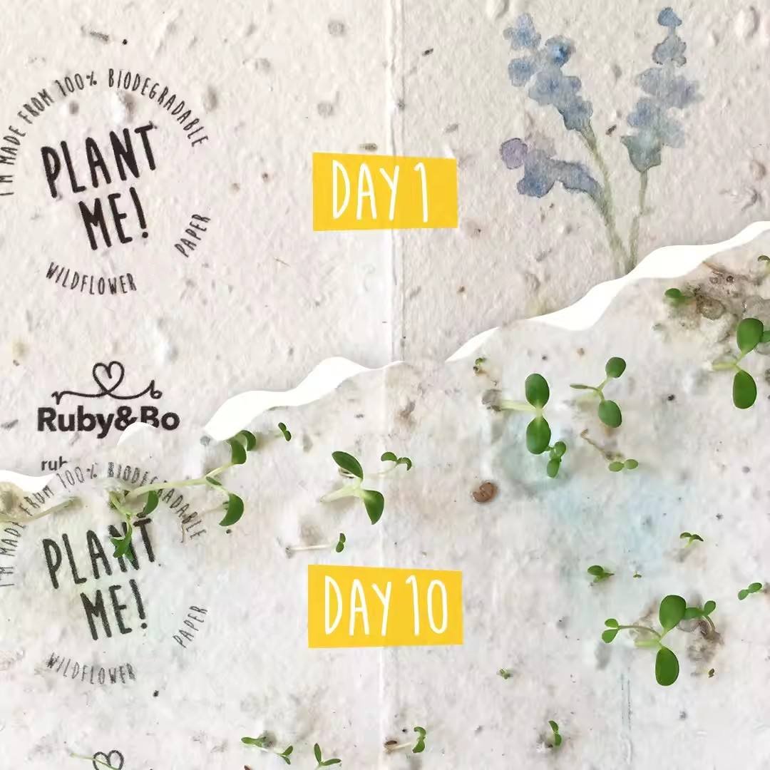 Wildflower Plantable Notecard Set of 6 Paper Favors With Bee Thank You Cards Garden Kit for Kids Ages 8-12