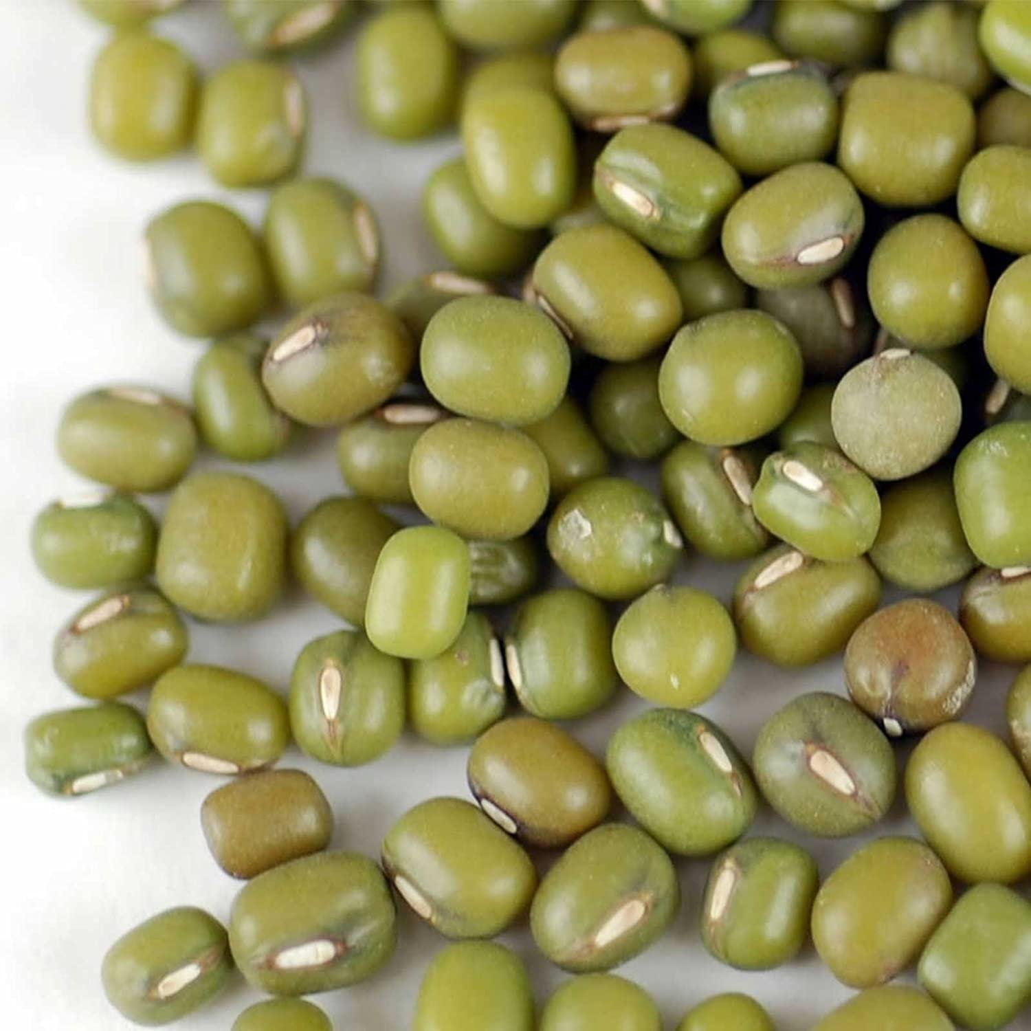 Organic Dried Green Mung Beans Export Quality Bulk Harvest Available Now with Reliable Delivery and Freshness