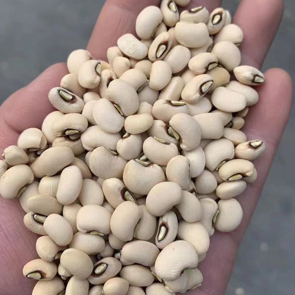 Bulk Price White Cowpeas Raw Dry Bean Black Eye Bean Kacang Otok