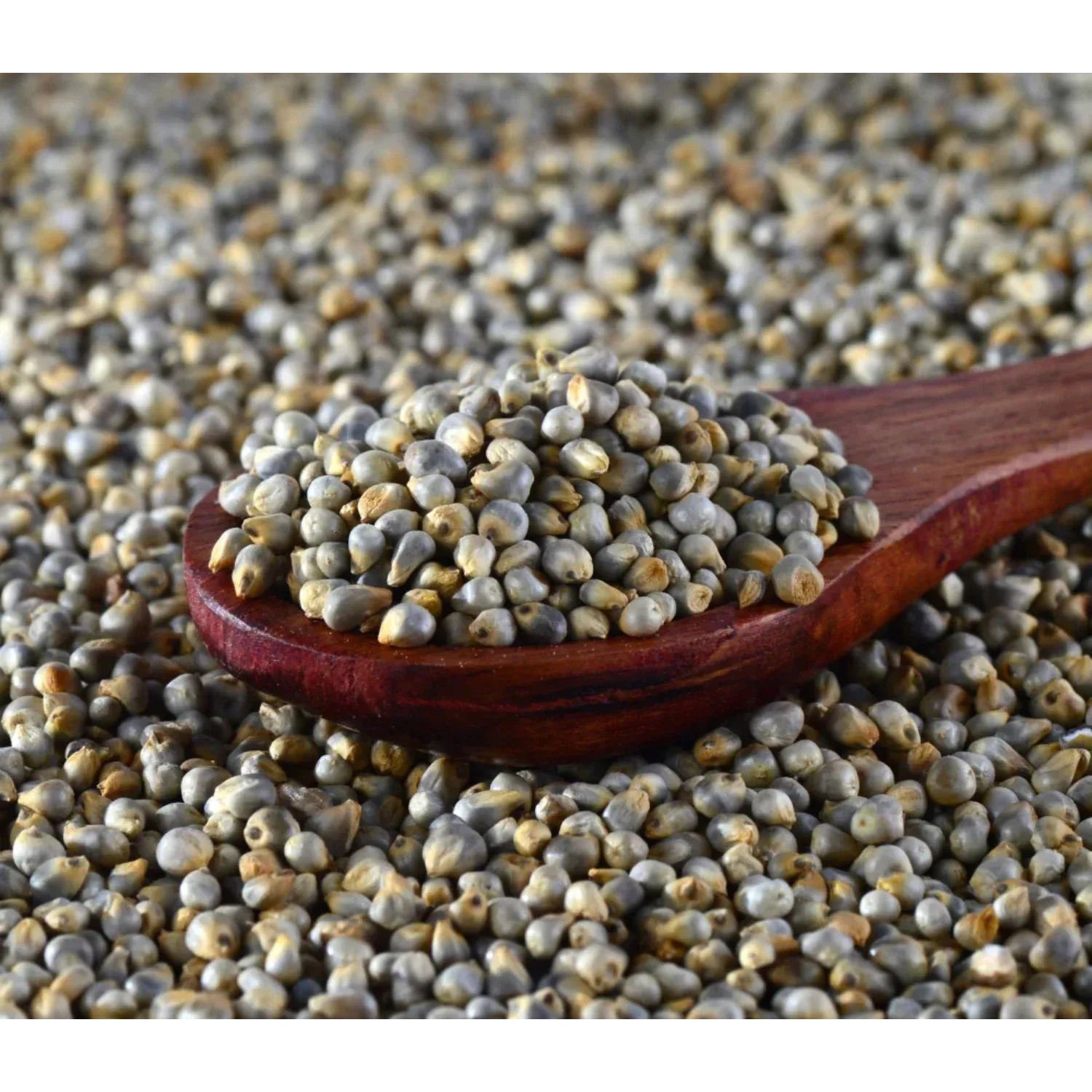 Organic Foxtail Millet High-Fiber, Nutritious, and Gluten-Free Grain for Healthy Recipes
