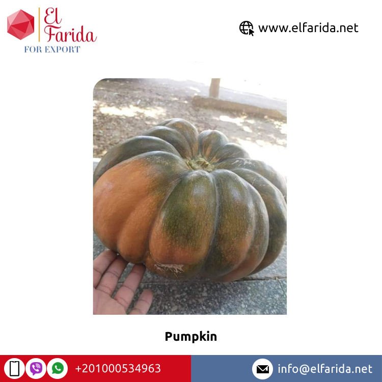 High Quality Premium Fresh Pumpkins Wholesale Egypt Origin Competitive Price Exporter El Farida Brand 2-10kg Size 500kg Wooden