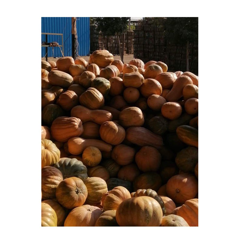 High Quality Premium Fresh Pumpkins Wholesale Egypt Origin Competitive Price Exporter El Farida Brand 2-10kg Size 500kg Wooden