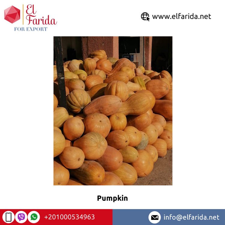 High Quality Premium Fresh Pumpkins Wholesale Egypt Origin Competitive Price Exporter El Farida Brand 2-10kg Size 500kg Wooden