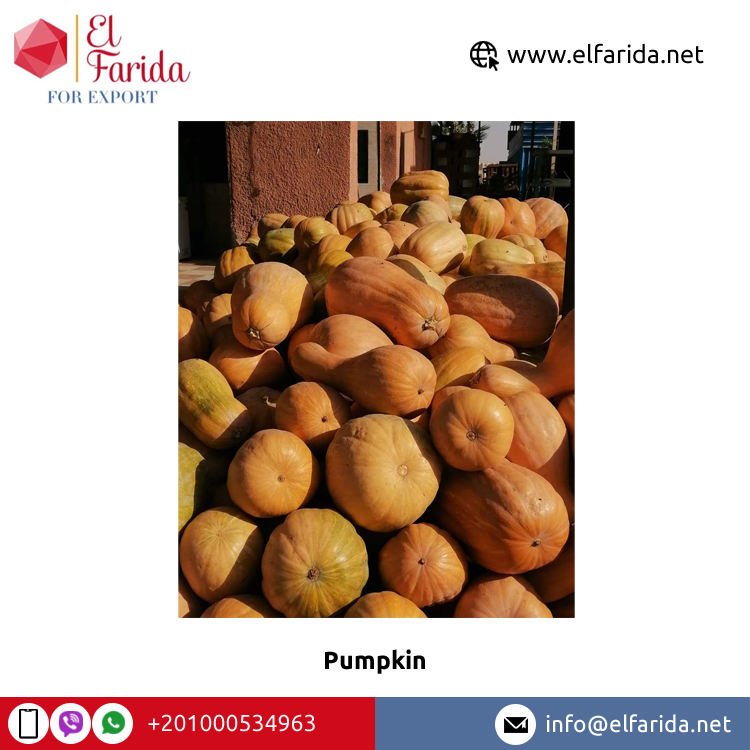 High Quality Premium Fresh Pumpkins Wholesale Egypt Origin Competitive Price Exporter El Farida Brand 2-10kg Size 500kg Wooden