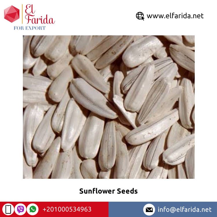 Bulk Quantity Supplier of Best Quality Premium Grade Dried Raw White Sunflower Seeds 25kg in PP/Craft Bag Packaging by El Farida