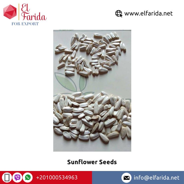 Bulk Quantity Supplier of Best Quality Premium Grade Dried Raw White Sunflower Seeds 25kg in PP/Craft Bag Packaging by El Farida