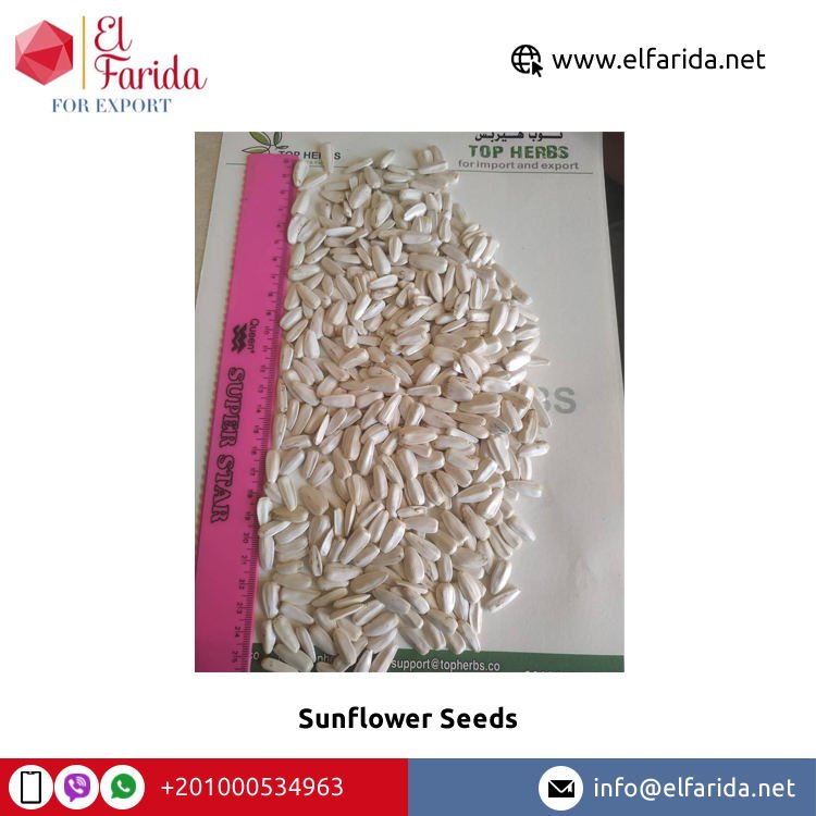 Bulk Quantity Supplier of Best Quality Premium Grade Dried Raw White Sunflower Seeds 25kg in PP/Craft Bag Packaging by El Farida
