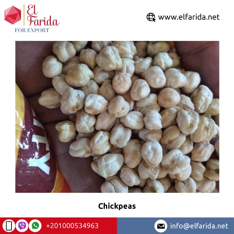 High Quality Organic Premium Grade Egypt Origin Export Top Selling Single Spices Healthy Dried Yellow Kabuli Chickpeas Bulk