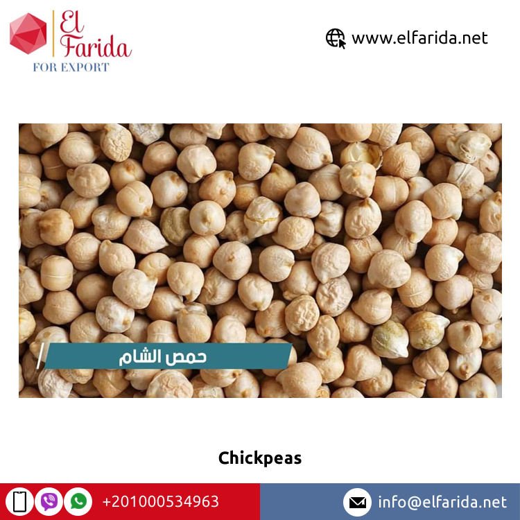 High Quality Organic Premium Grade Egypt Origin Export Top Selling Single Spices Healthy Dried Yellow Kabuli Chickpeas Bulk