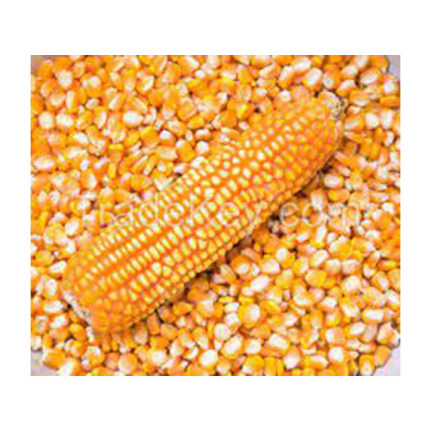 High Quality White Corn for Animal & Poultry Feed Brazil Origin Customer Packing Wholesale From Factory