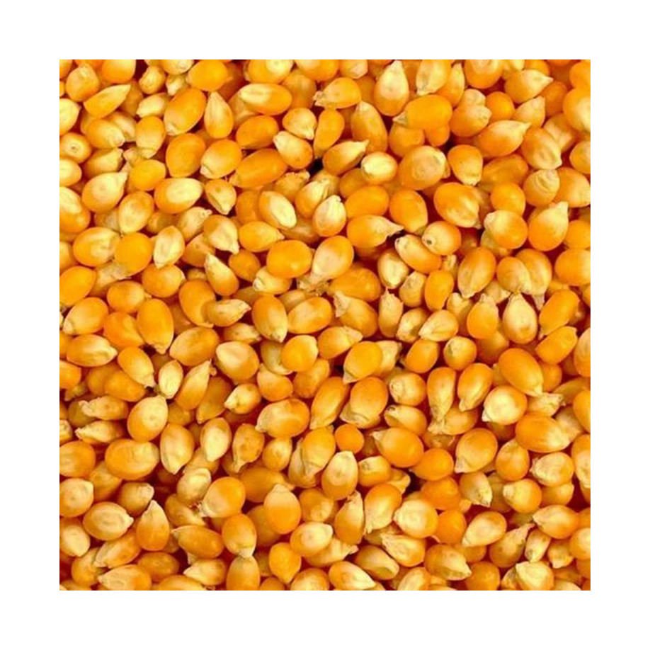 High Quality White Corn for Animal & Poultry Feed Brazil Origin Customer Packing Wholesale From Factory