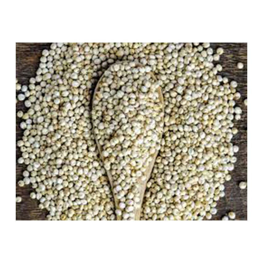 Quality White Sorghum Seeds Brazil Origin 100% High-quality Food Use Wholesale Factory Direct Best Material with Cheap Rate