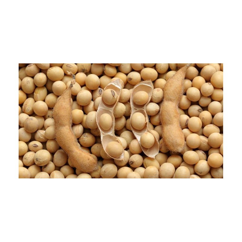 Bulk Price Hot Sale New Crop GMO and Non GMO Soyabean/Soybean Ready for Sale in Best Price