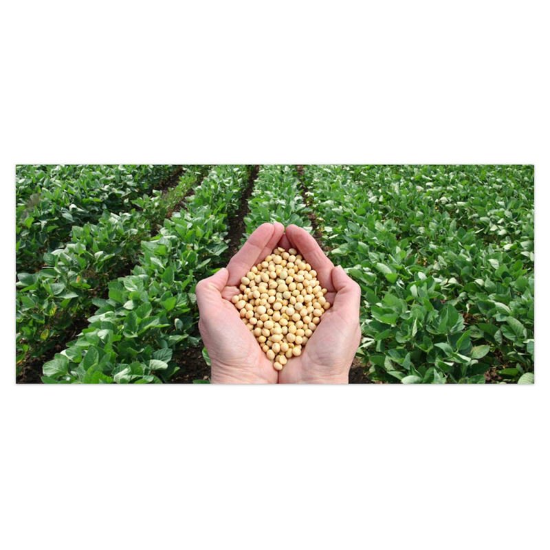 Bulk Price Hot Sale New Crop GMO and Non GMO Soyabean/Soybean Ready for Sale in Best Price