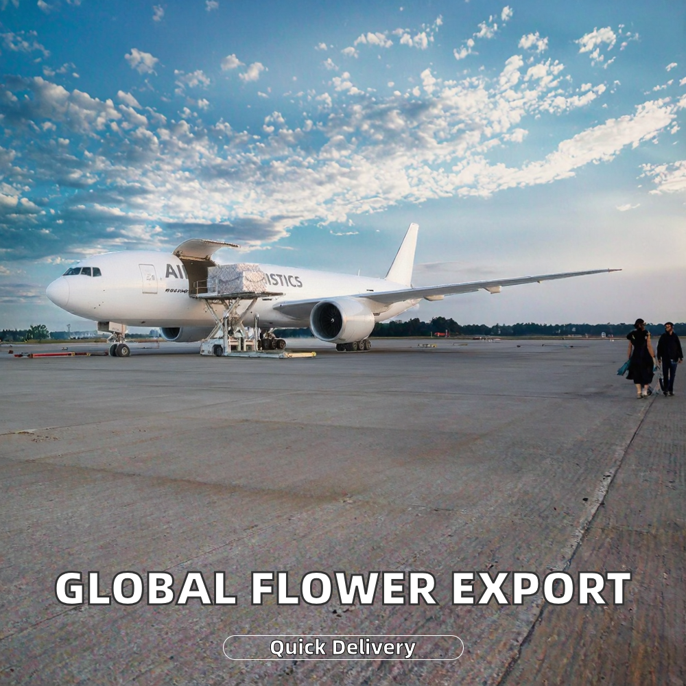 Air+Express Logistics Service Special Dangerous Goods Insurance Customs Clearance for US European American Origin