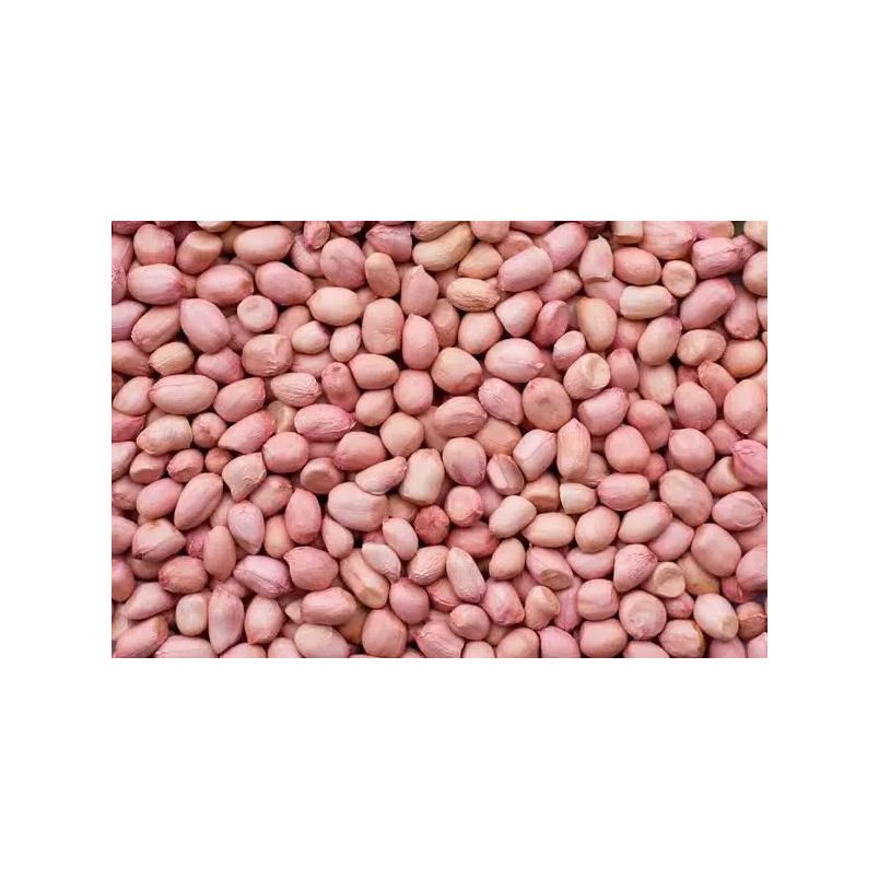 Buyers For Wholesale Jumbo Raw Peanuts High Quality Natural Bold Blanched Peanuts Kernels