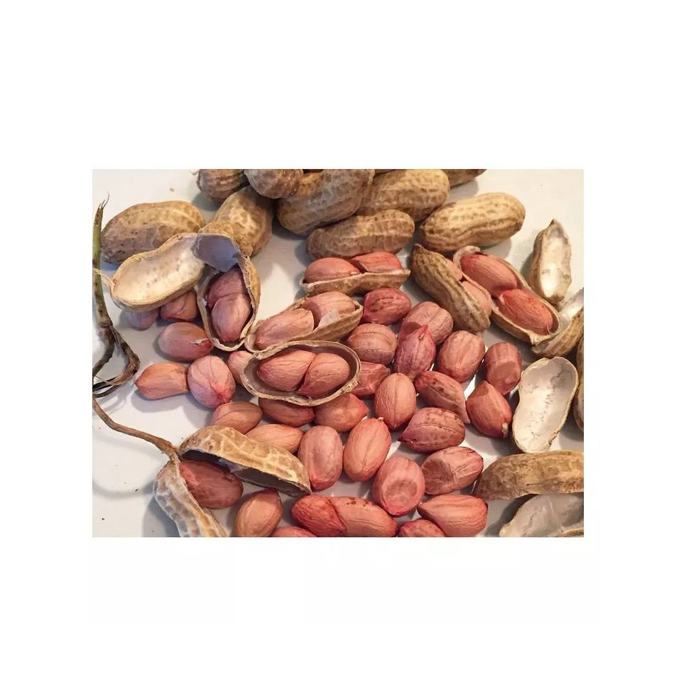 Buyers For Wholesale Jumbo Raw Peanuts High Quality Natural Bold Blanched Peanuts Kernels