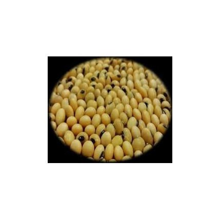Good Quality Soyabean / Soybeans Seeds / Soy Bean Bulk Customized Package Organic Dried High Protein NON GMO Small Size