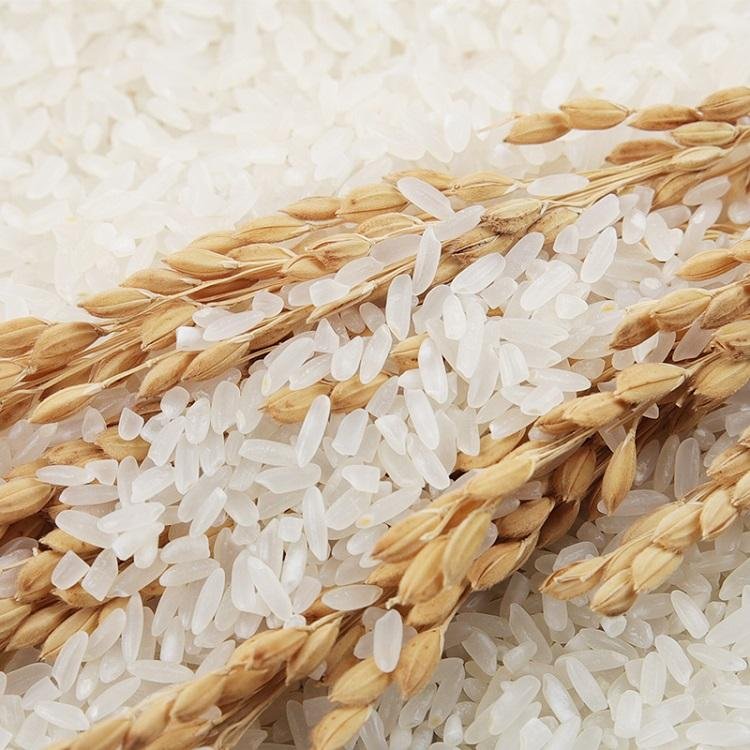 Export Grade Thai Jasmine Rice Hom Mali Fragrant Rice Authentic Thai Rice for Retail Distributors Meal Kits and E-Commerce