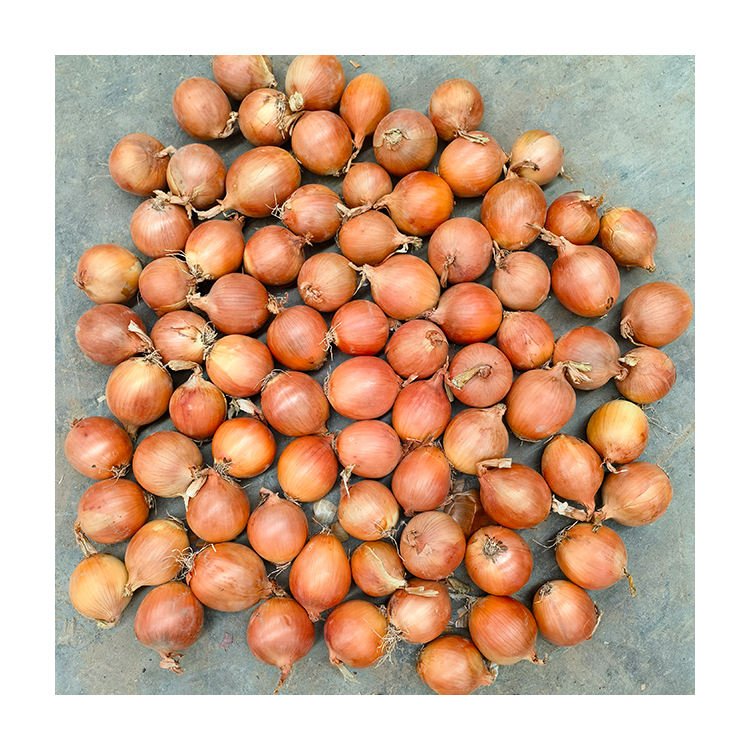 Fresh Onions Yellow Red Supplier Vegetable Bags 50kg Wholesale Best Price Yellow Shallot Fresh Onions