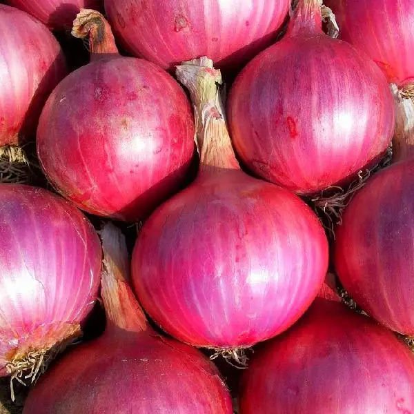 Food Grade High Quality Yellow Onion and Red Onion Wholesale Price