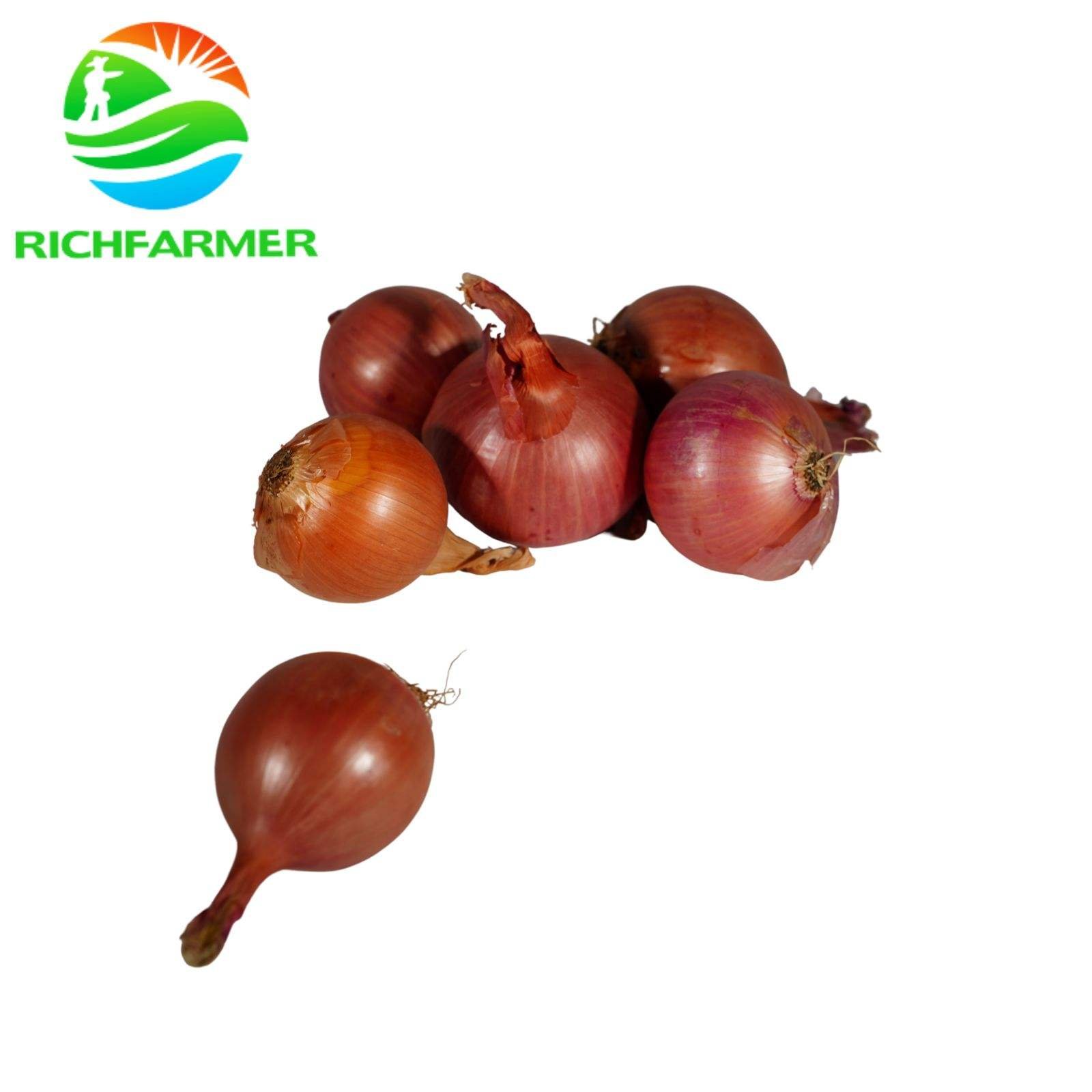 Export to Albania Fresh Onion 5-8cm 10kg Mesh Bag