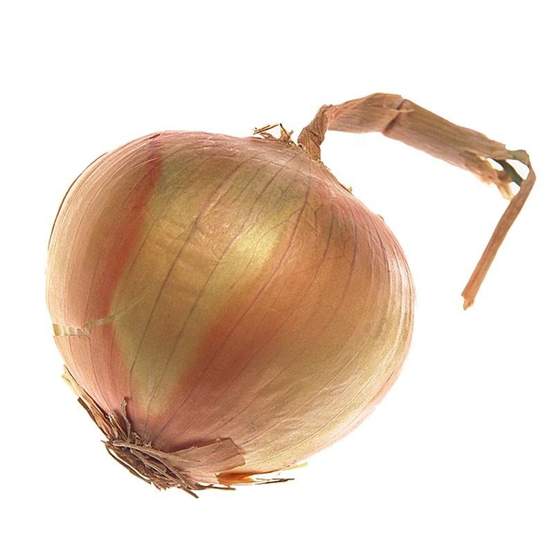 Export to Albania Fresh Onion 5-8cm 10kg Mesh Bag
