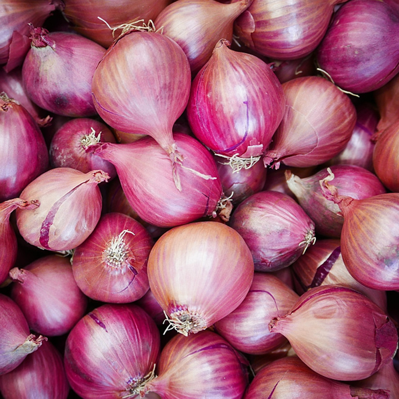 Fresh Organic Red Onion Organic Lowest Natural Price