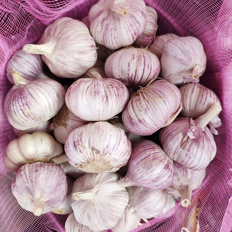 2026 Selling the Best Quality Cost-effective Products Jin Xiang Garlic