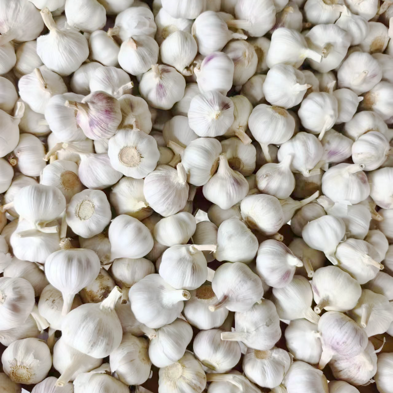2026 Selling the Best Quality Cost-effective Products Jin Xiang Garlic