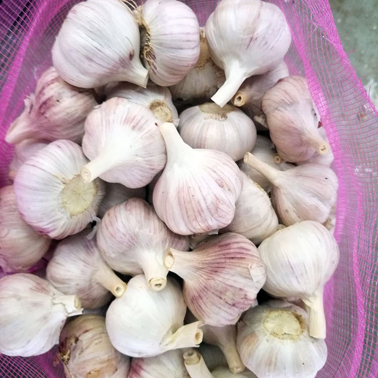 2026 Chinese Normal White Red Purple Fresh Garlic / Alho