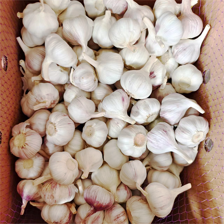 2026 Chinese Normal White Red Purple Fresh Garlic / Alho